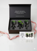 Conjunto Vaso Robert Plant  Personagens "Plant Buddy" Design Exclusivo
